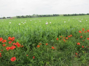 Commercial poppy fields