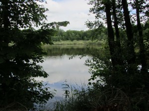 A woodland pool