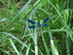 Two damsel flies in an embrace