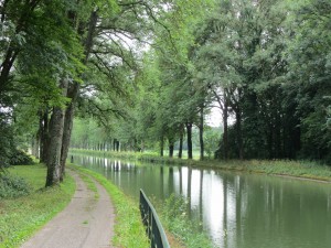 Line of trees