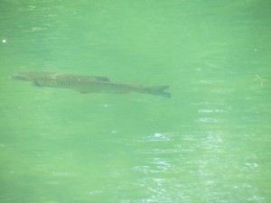 The canal water is so clear I can see fish.