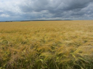 Barley and wheat starting to look summery