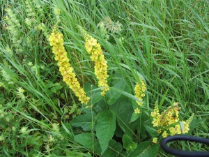 Unusual yellow flower