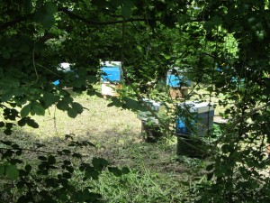 Bees buzzing by the canal