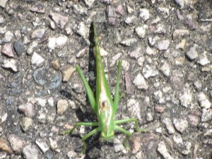 Grasshopper 