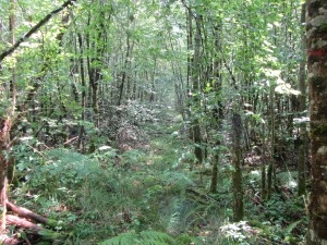 Overgrown path