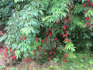 Red berries on an unknown bush