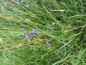 Unknown blue flower