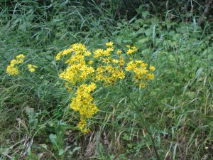 a bit like a ragwort