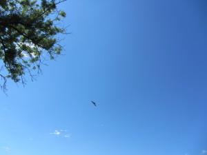 Two specks which could be kites