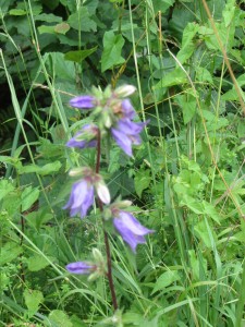 Unknown flower looks like a nettle