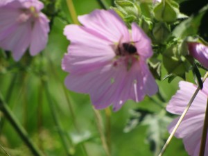 A bee on a flower of some sort