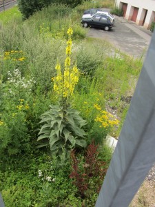 Tall yellow flower